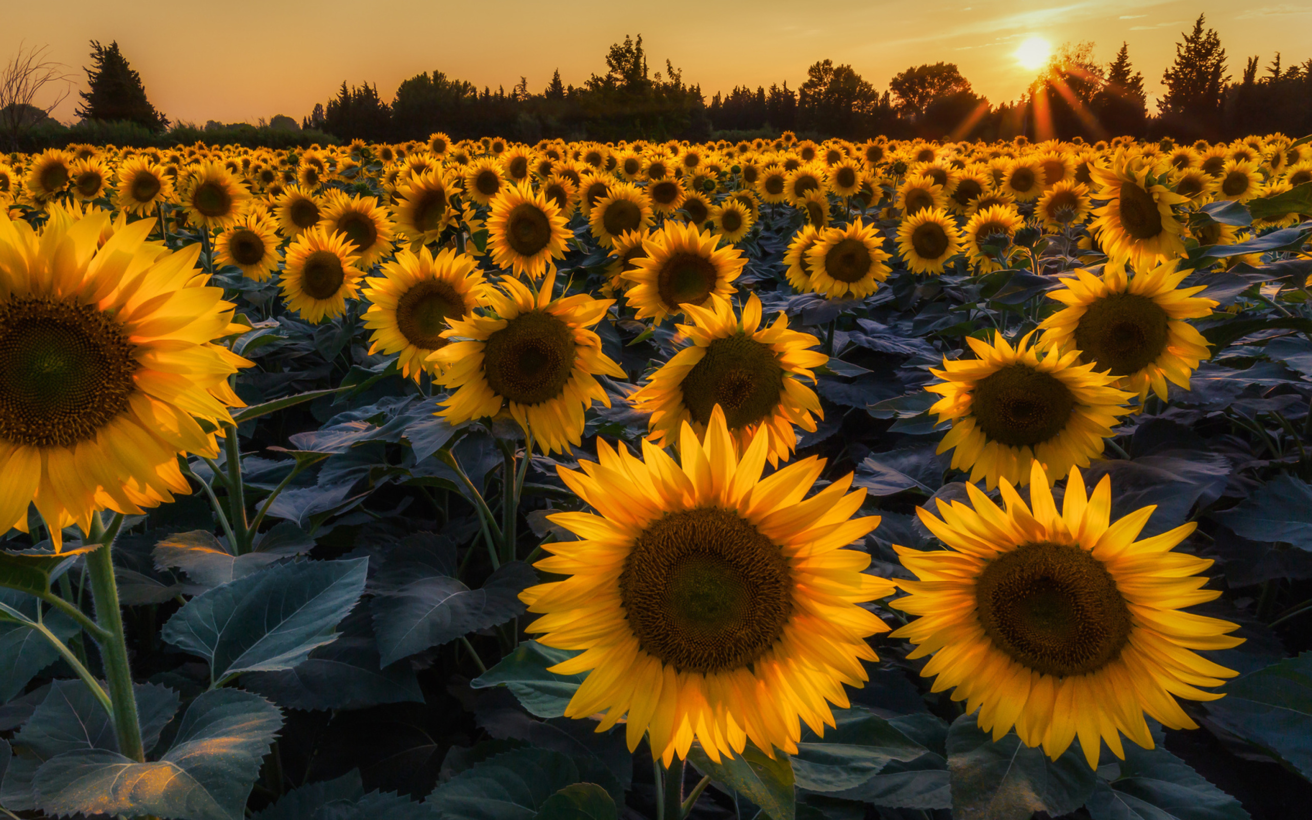 Screenshot №1 pro téma Prettiest Sunflower Fields 2560x1600