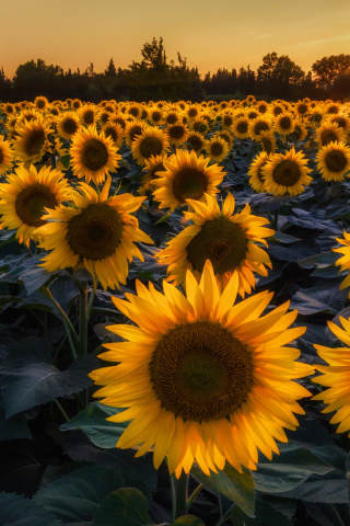 Prettiest Sunflower Fields wallpaper 320x480