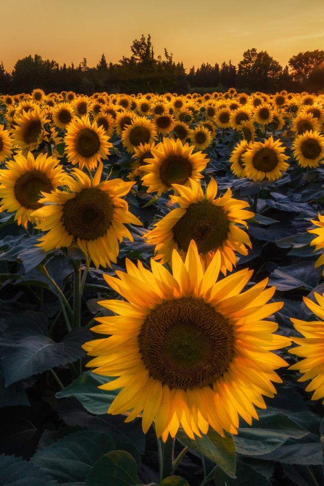 Sfondi Prettiest Sunflower Fields 640x960
