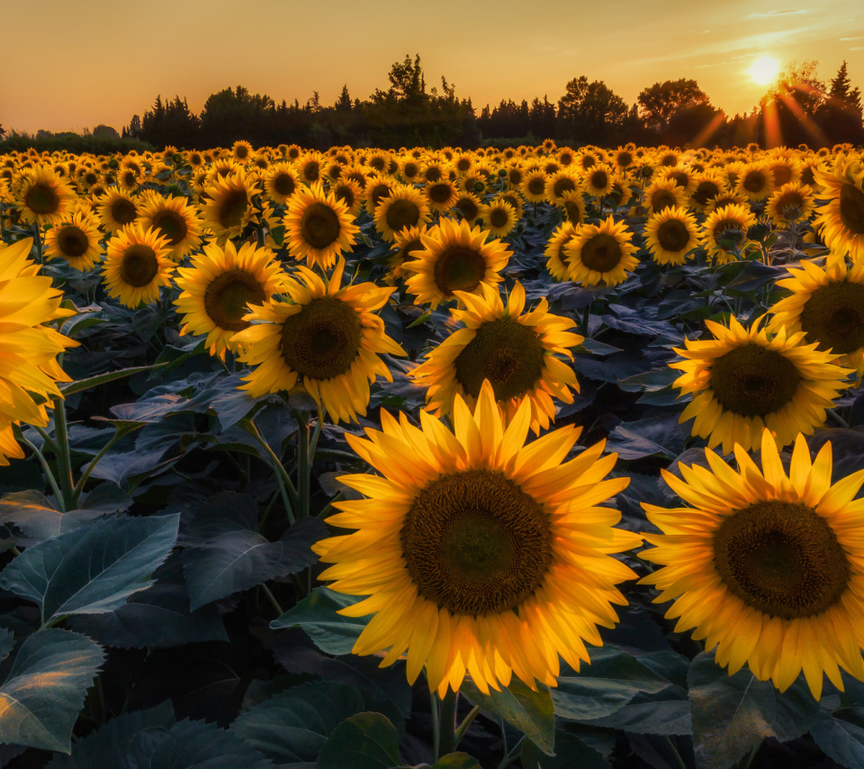 Обои Prettiest Sunflower Fields 960x854