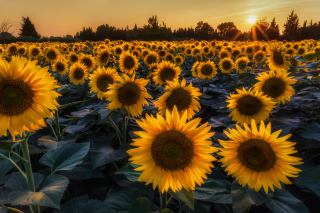 Prettiest Sunflower Fields Background for Android, iPhone and iPad