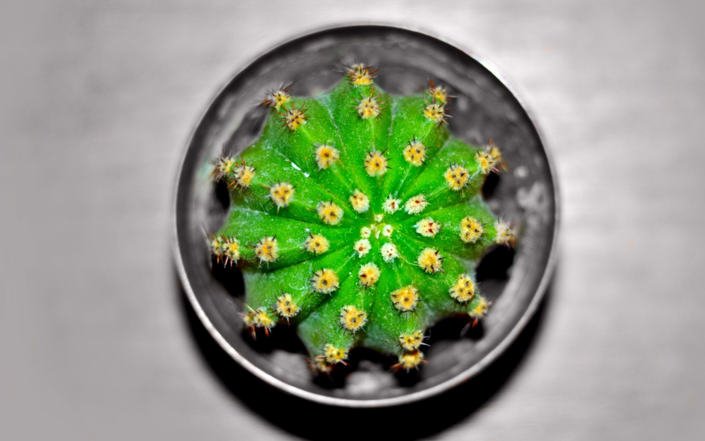 Fondo de pantalla Cactus 1440x900