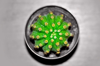 Cactus - Obrázkek zdarma pro Samsung Galaxy S5