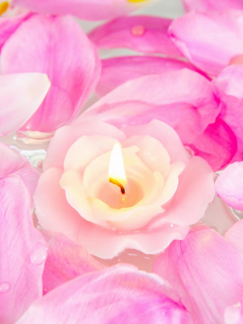 Candle on lotus petals wallpaper 480x640