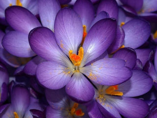 Screenshot №1 pro téma Autumn Purple Crocus 320x240