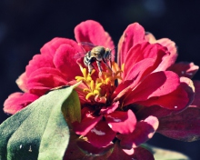 Screenshot №1 pro téma Bee On Flower 220x176