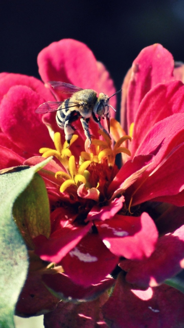 Das Bee On Flower Wallpaper 360x640