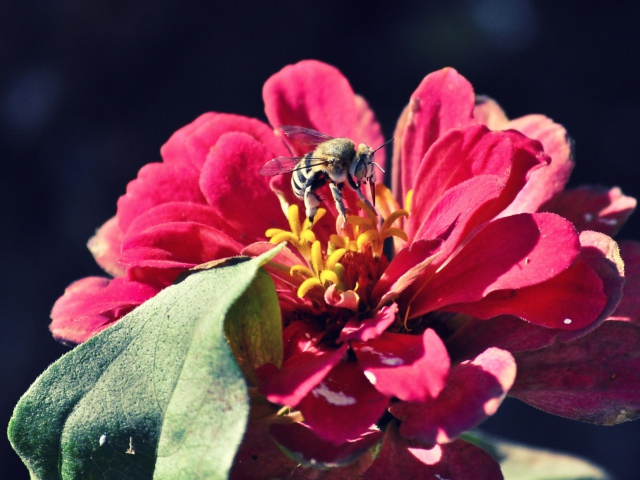 Обои Bee On Flower 640x480