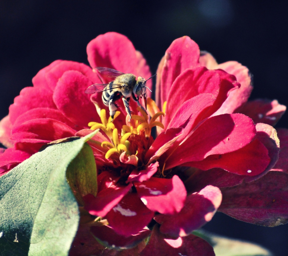 Sfondi Bee On Flower 960x854