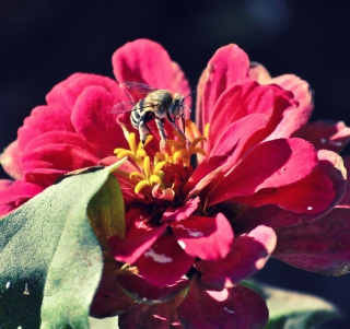 Bee On Flower - Obrázkek zdarma pro 208x208