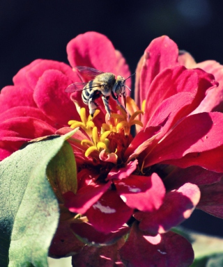 Bee On Flower - Obrázkek zdarma pro Nokia Asha 306