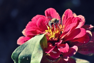 Free Bee On Flower Picture for Android, iPhone and iPad