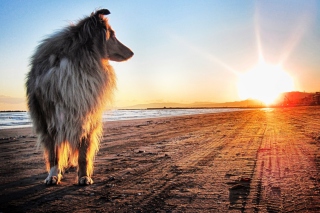 Dog In The Morning - Obrázkek zdarma pro Nokia Asha 205