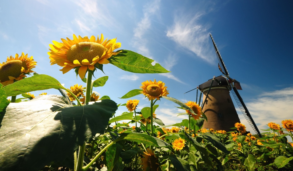 Обои Mill In Sunflower Field 1024x600