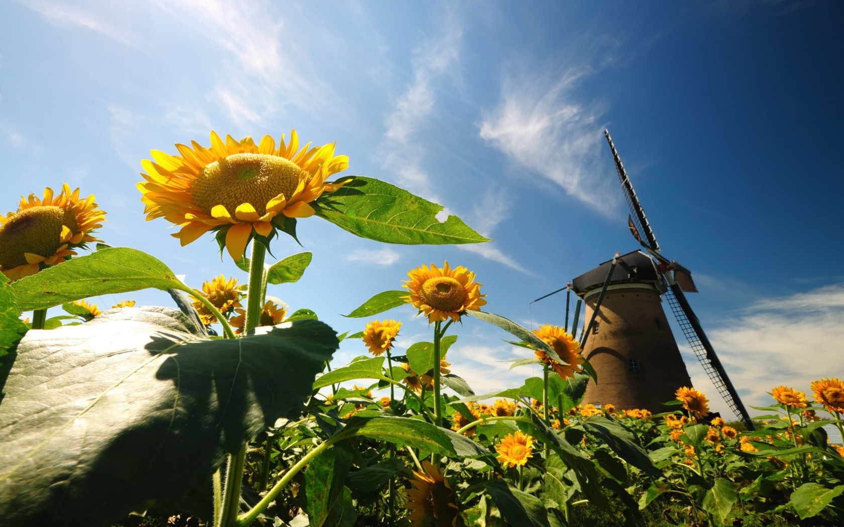 Sfondi Mill In Sunflower Field 1680x1050