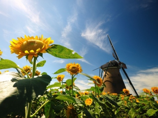 Das Mill In Sunflower Field Wallpaper 320x240