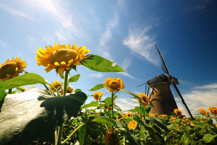 Обои Mill In Sunflower Field