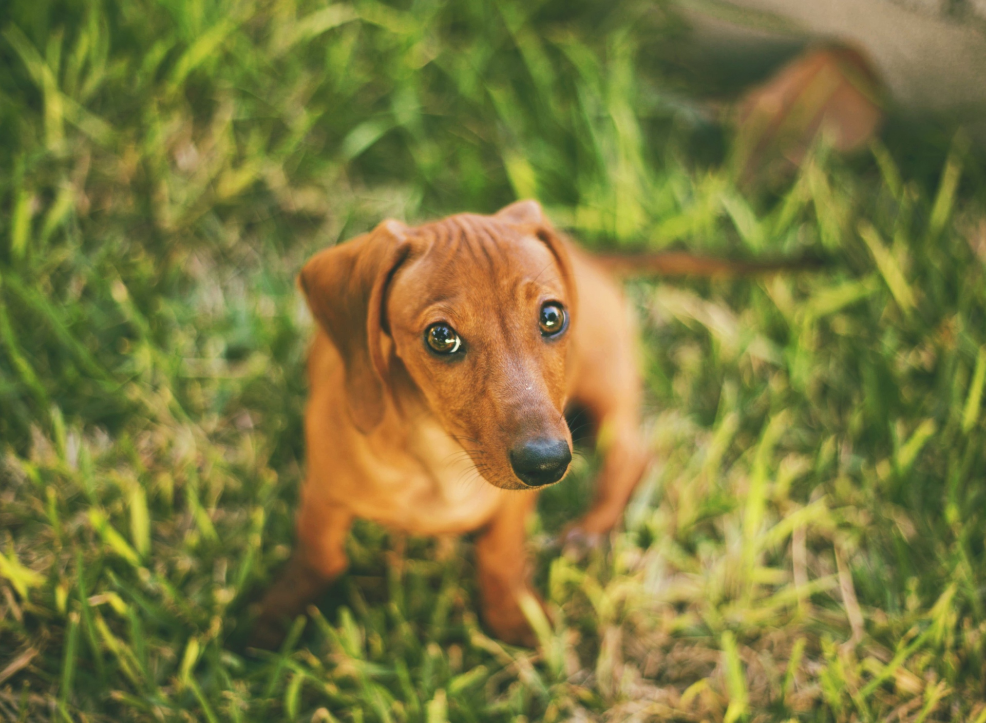 Fondo de pantalla Cute Little Sad Puppy 1920x1408