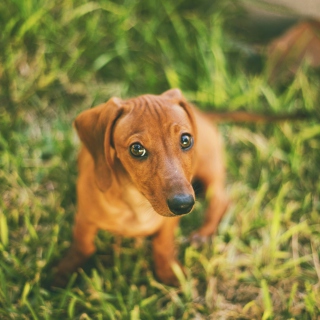 Cute Little Sad Puppy - Obrázkek zdarma pro 2048x2048