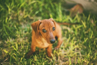 Cute Little Sad Puppy - Obrázkek zdarma pro HTC Desire