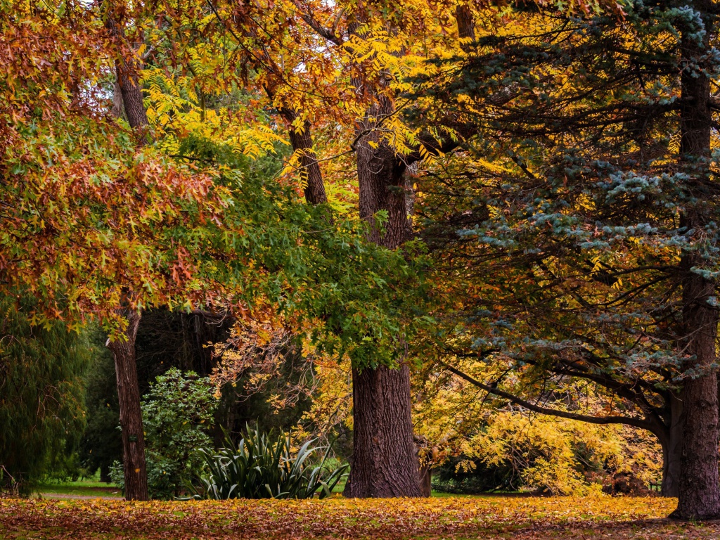 Sfondi Australian National Botanic Gardens 1024x768