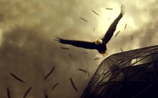 Eagle Flight Background for Android, iPhone and iPad