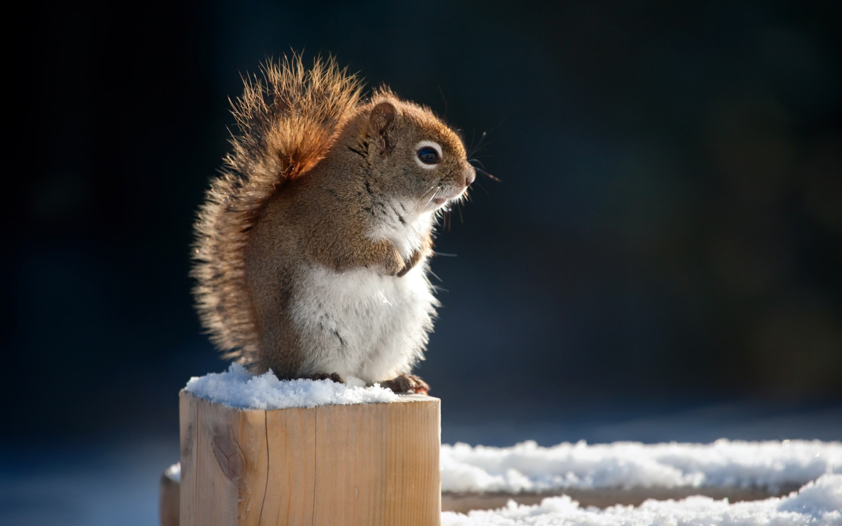 Das Cute squirrel in winter Wallpaper 1680x1050