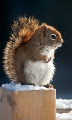 Cute squirrel in winter wallpaper 240x400