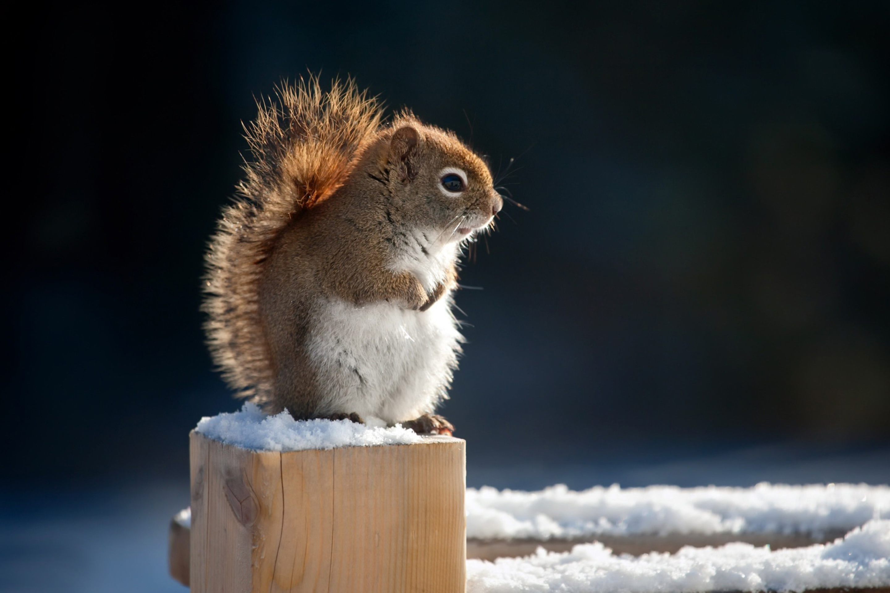 Обои Cute squirrel in winter 2880x1920