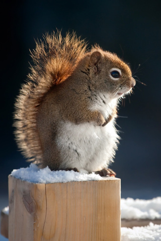 Cute squirrel in winter screenshot #1 320x480