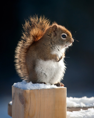 Обои Cute squirrel in winter для телефона и на рабочий стол iPhone 4