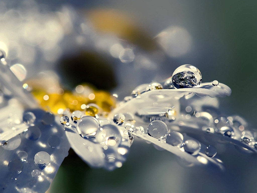 Raindrops HD Macro wallpaper 1024x768