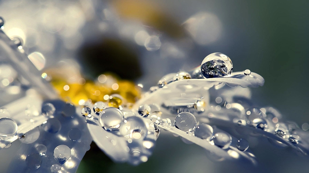 Raindrops HD Macro screenshot #1 1280x720