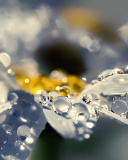 Обои Raindrops HD Macro 128x160