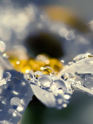 Raindrops HD Macro wallpaper 132x176