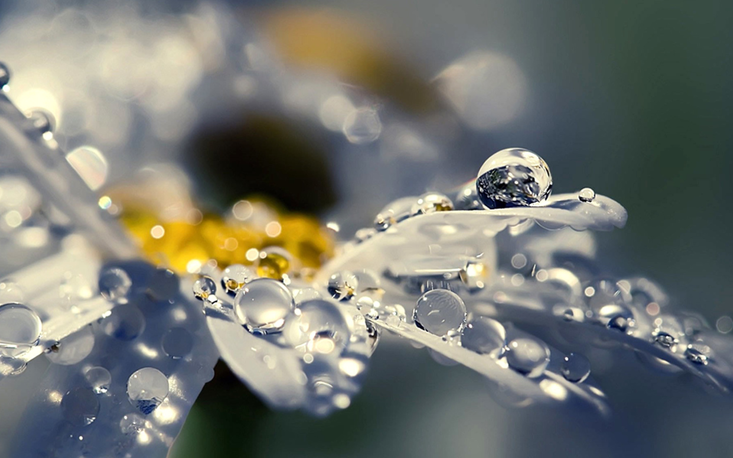 Raindrops HD Macro wallpaper 1440x900