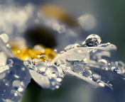 Raindrops HD Macro screenshot #1 176x144