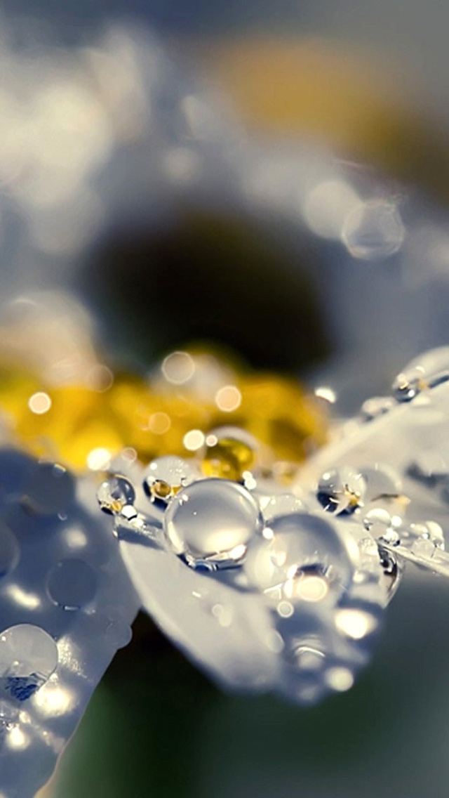 Raindrops HD Macro wallpaper 640x1136