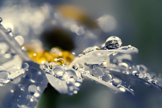 Raindrops HD Macro Background for Android, iPhone and iPad