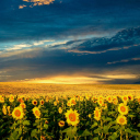 Sfondi Sunflower Meadow 128x128