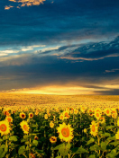 Fondo de pantalla Sunflower Meadow 132x176