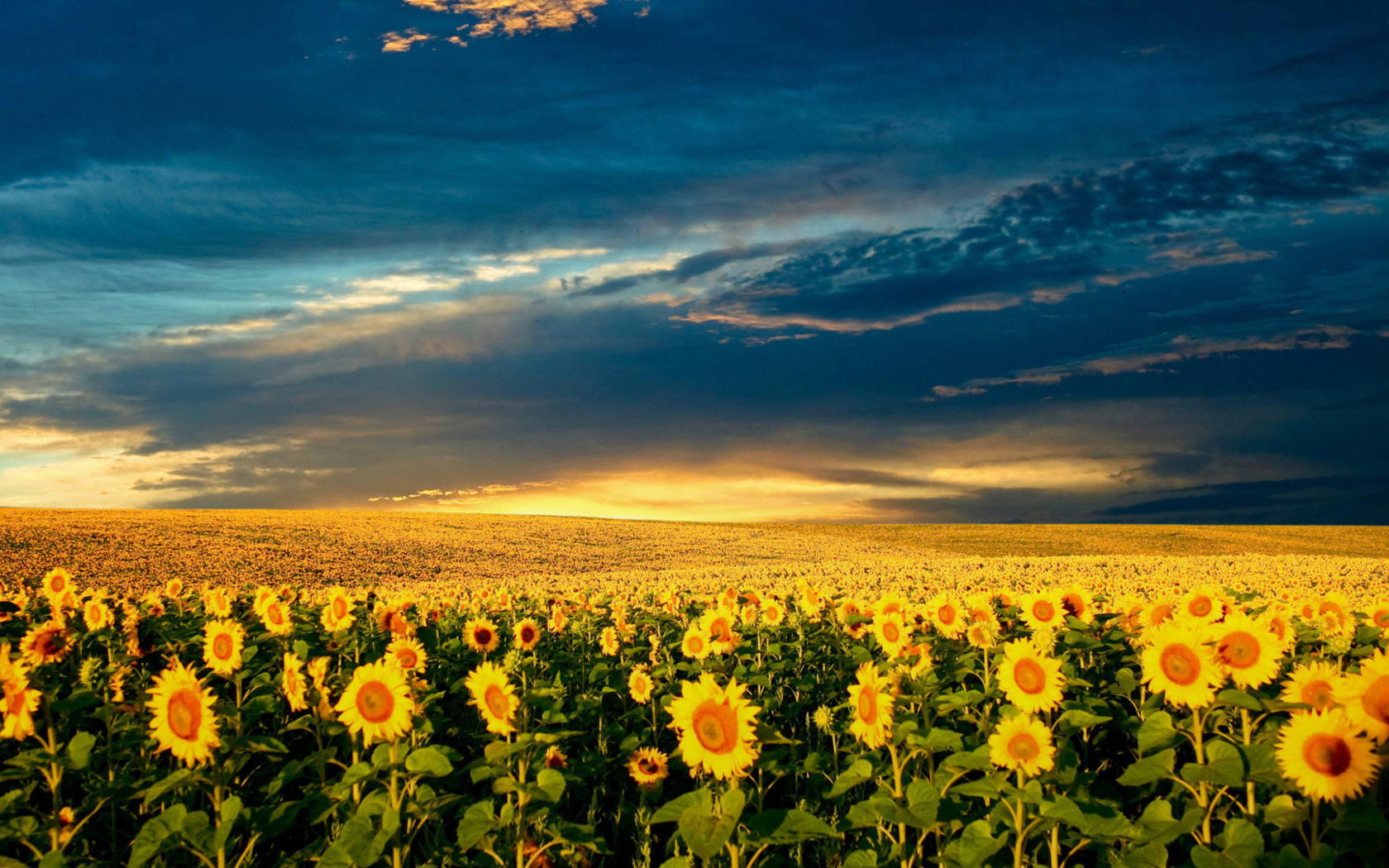 Screenshot №1 pro téma Sunflower Meadow 1680x1050