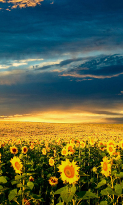 Das Sunflower Meadow Wallpaper 240x400