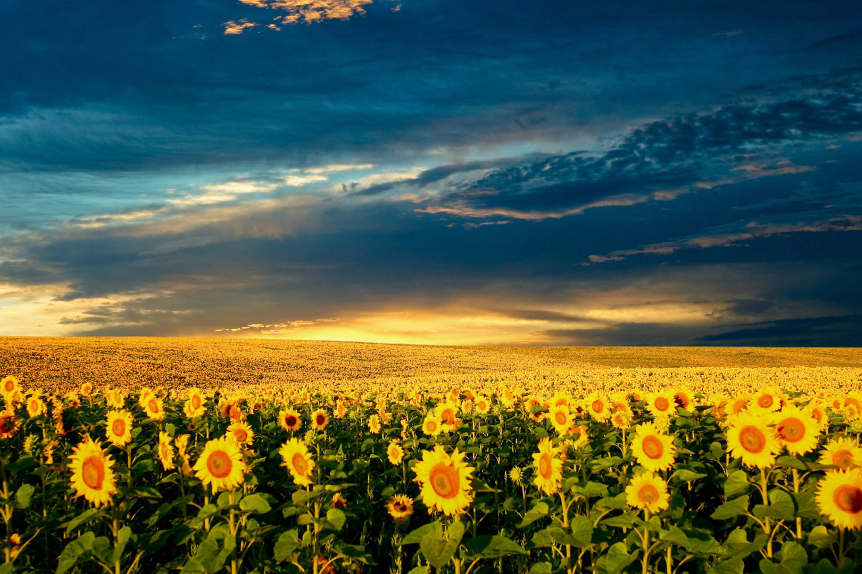 Screenshot №1 pro téma Sunflower Meadow 2880x1920