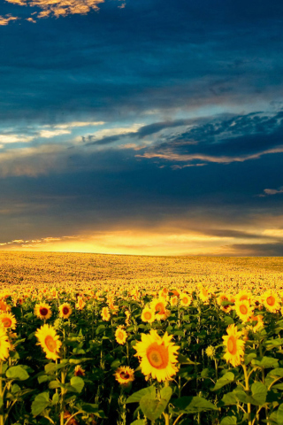 Das Sunflower Meadow Wallpaper 320x480