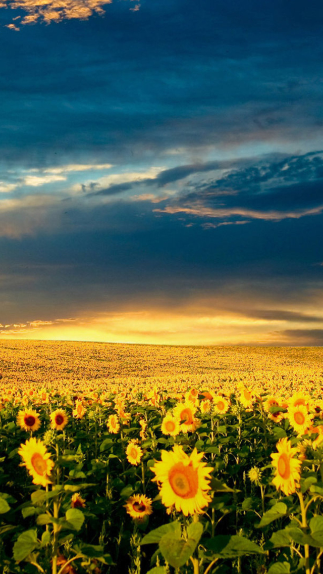 Das Sunflower Meadow Wallpaper 640x1136
