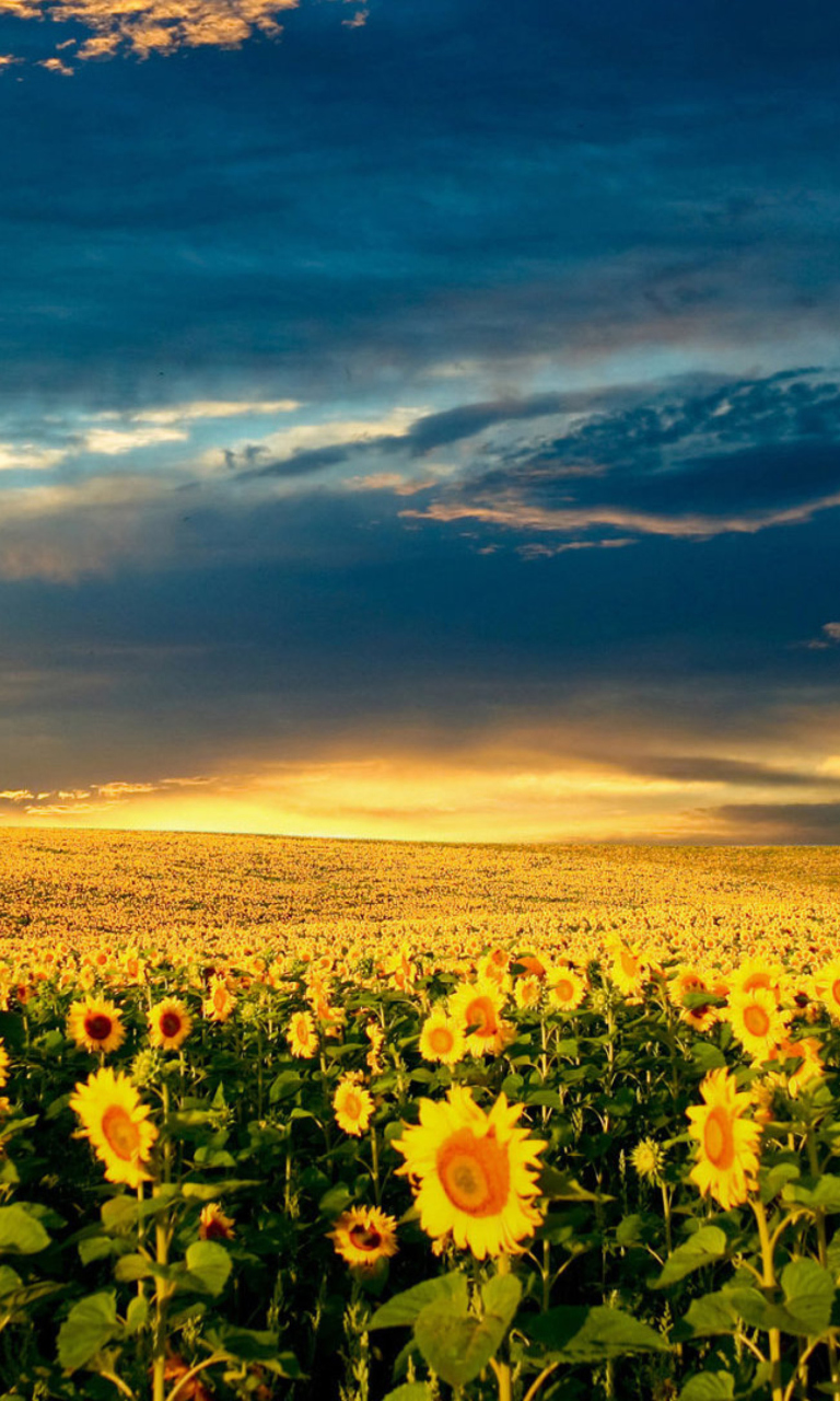 Sfondi Sunflower Meadow 768x1280