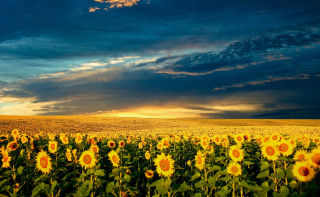 Sunflower Meadow - Obrázkek zdarma 