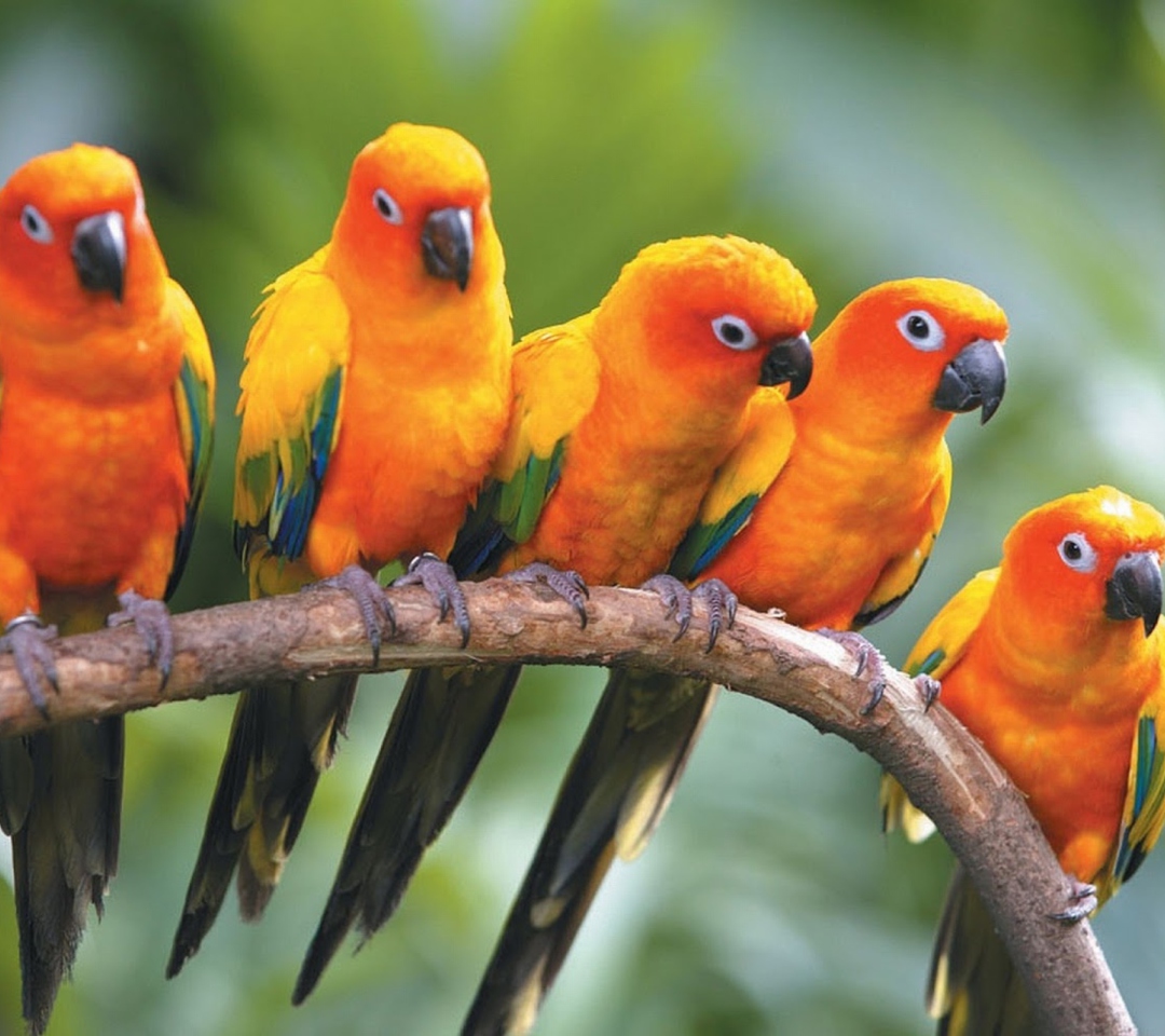 Sfondi Yellow Parrots 1080x960