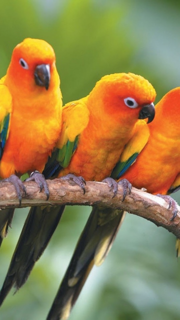 Sfondi Yellow Parrots 360x640